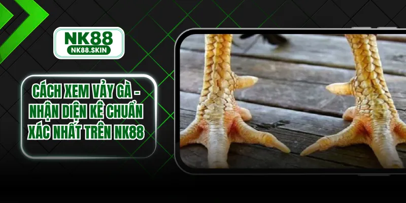 Cách Xem Vảy Gà - Nhận Diện Kê Chuẩn Xác Nhất Trên NK88